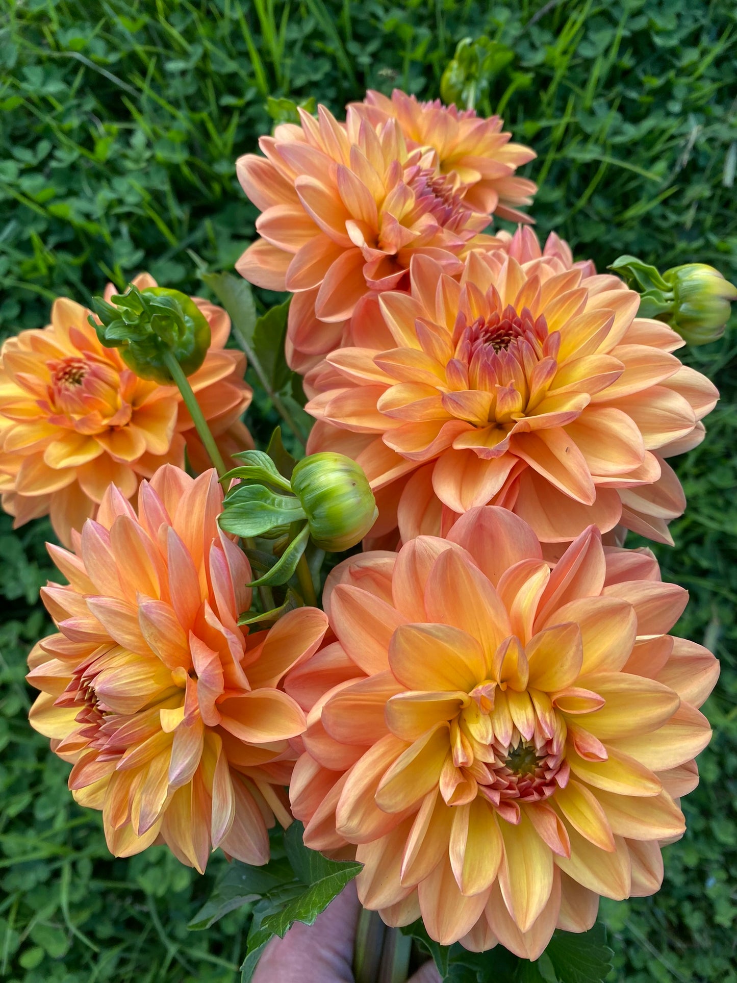 Golden Nugget dahlia