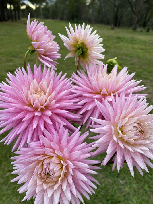 Devon Elegance dahlia