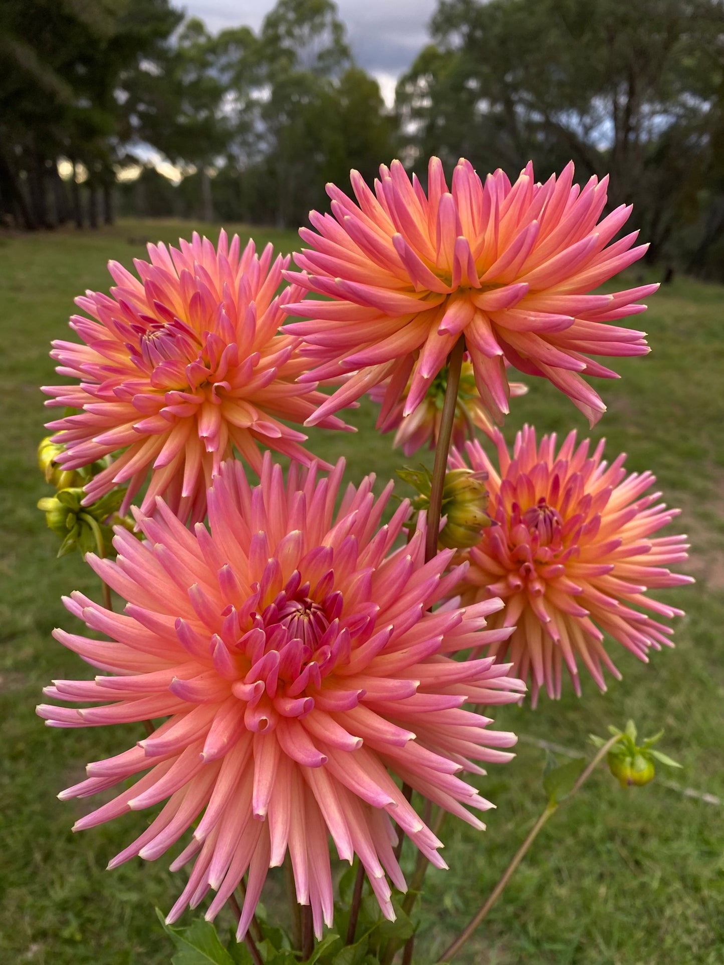 Pure Bliss dahlia