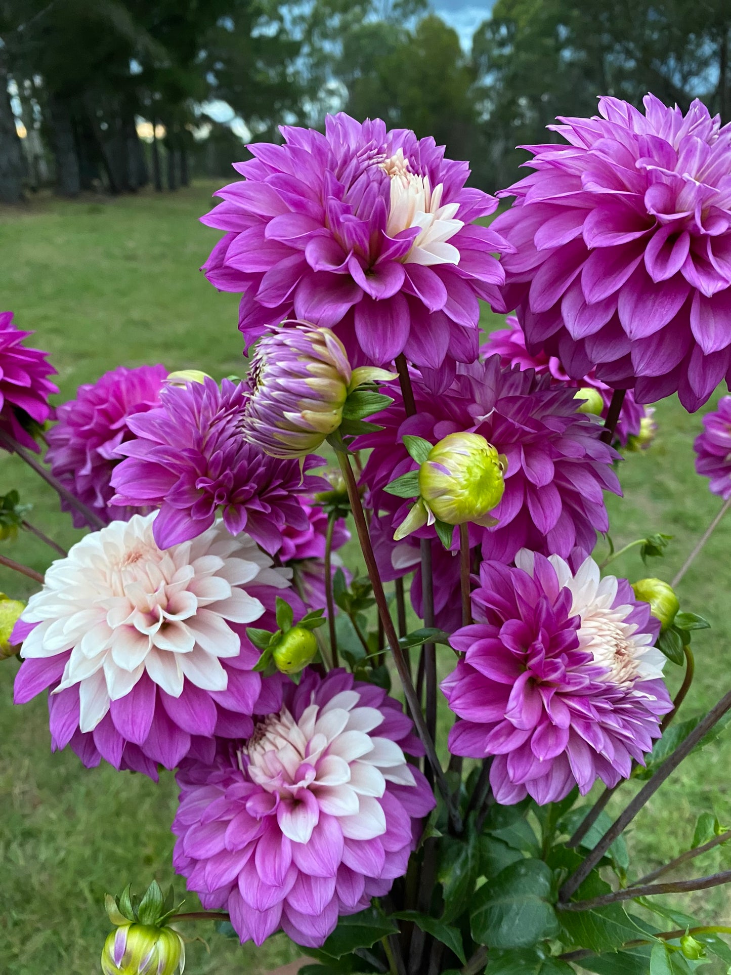 Glenmarc Topnot dahlia