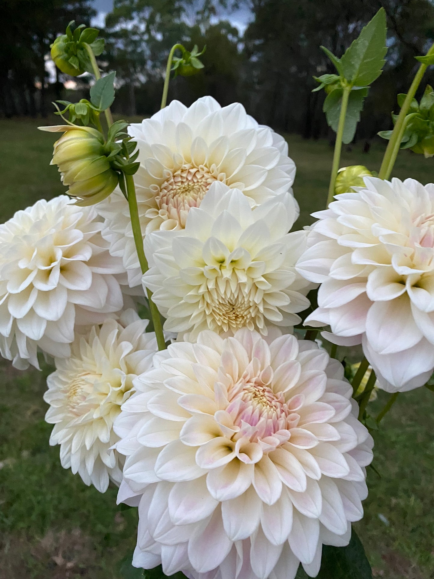 Coconut Ice dahlia