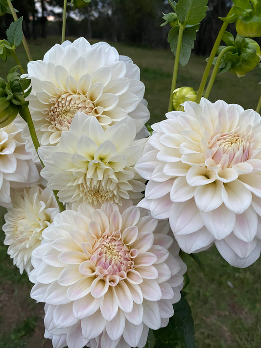 Cindy dahlia
