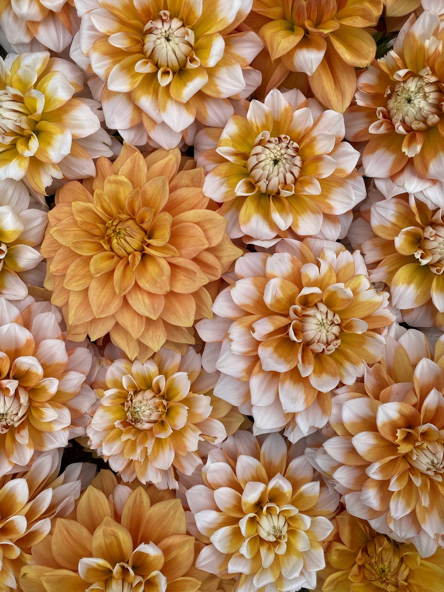 Cornflake dahlia