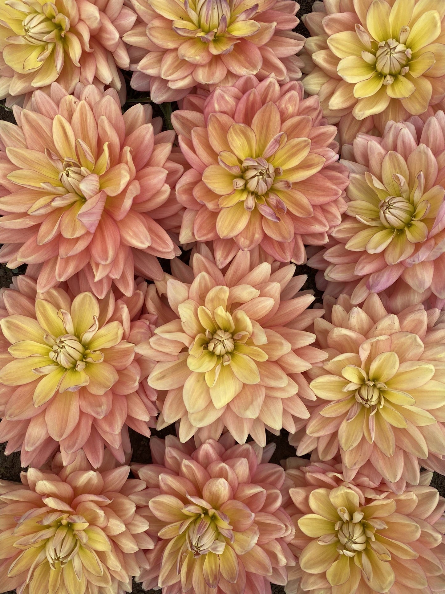 Lainie's Joy dahlia