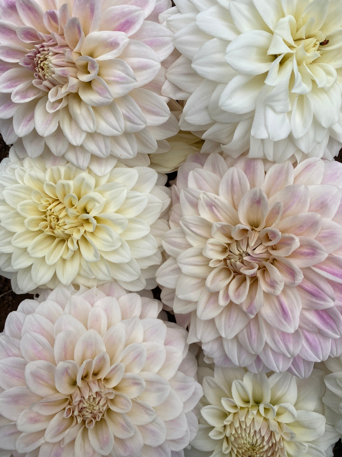 Coconut Ice dahlia