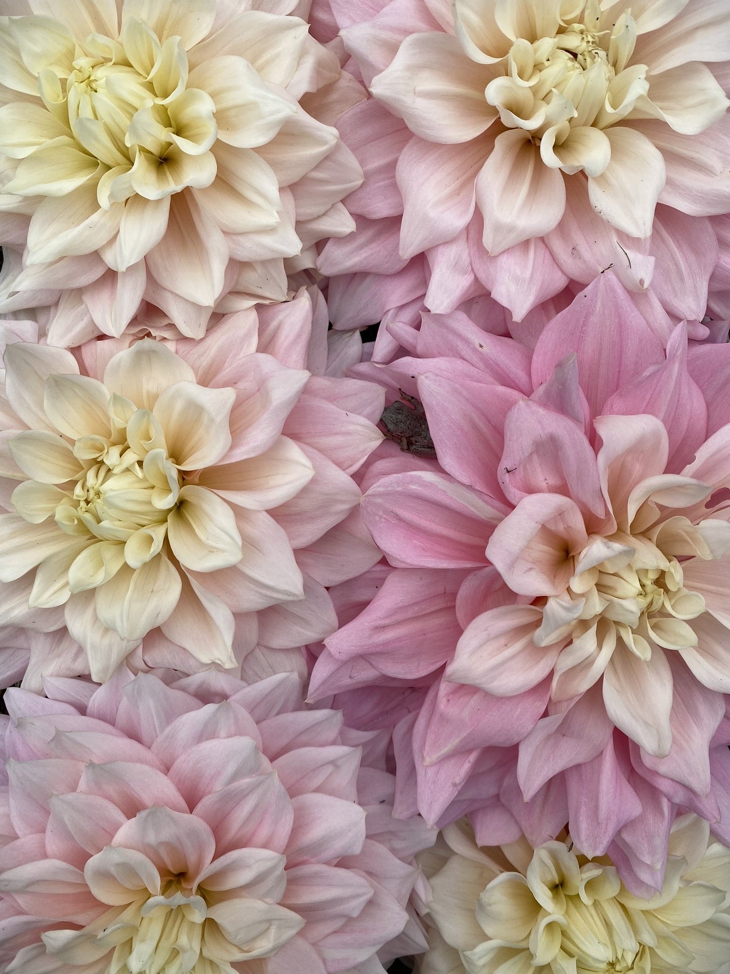 Cerise Rosebud dahlia