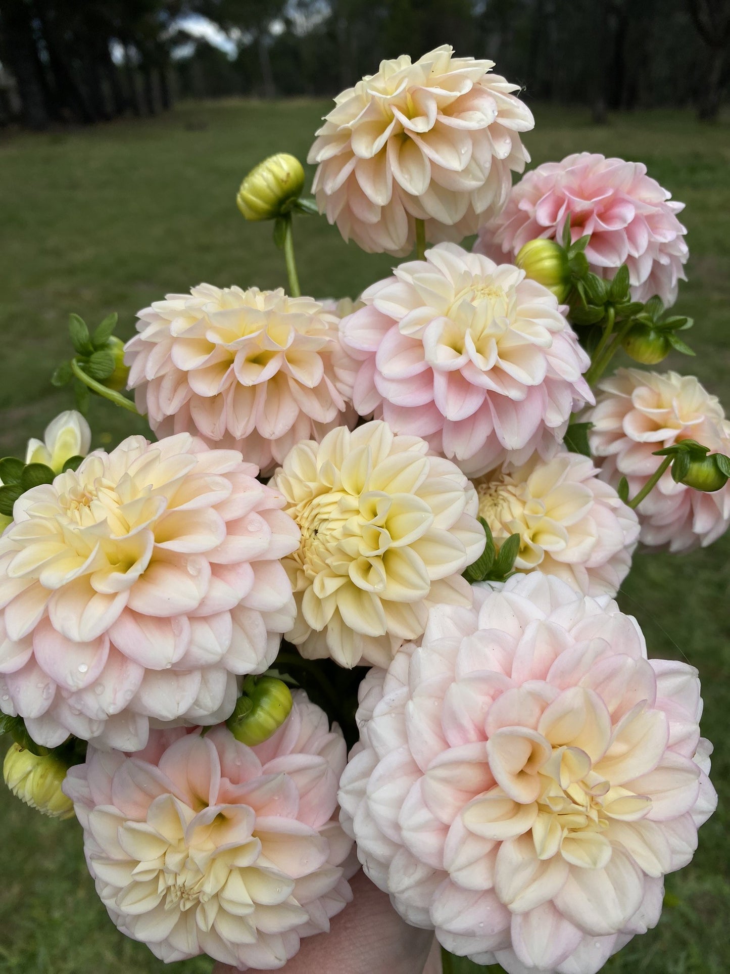 Powder Puff dahlia