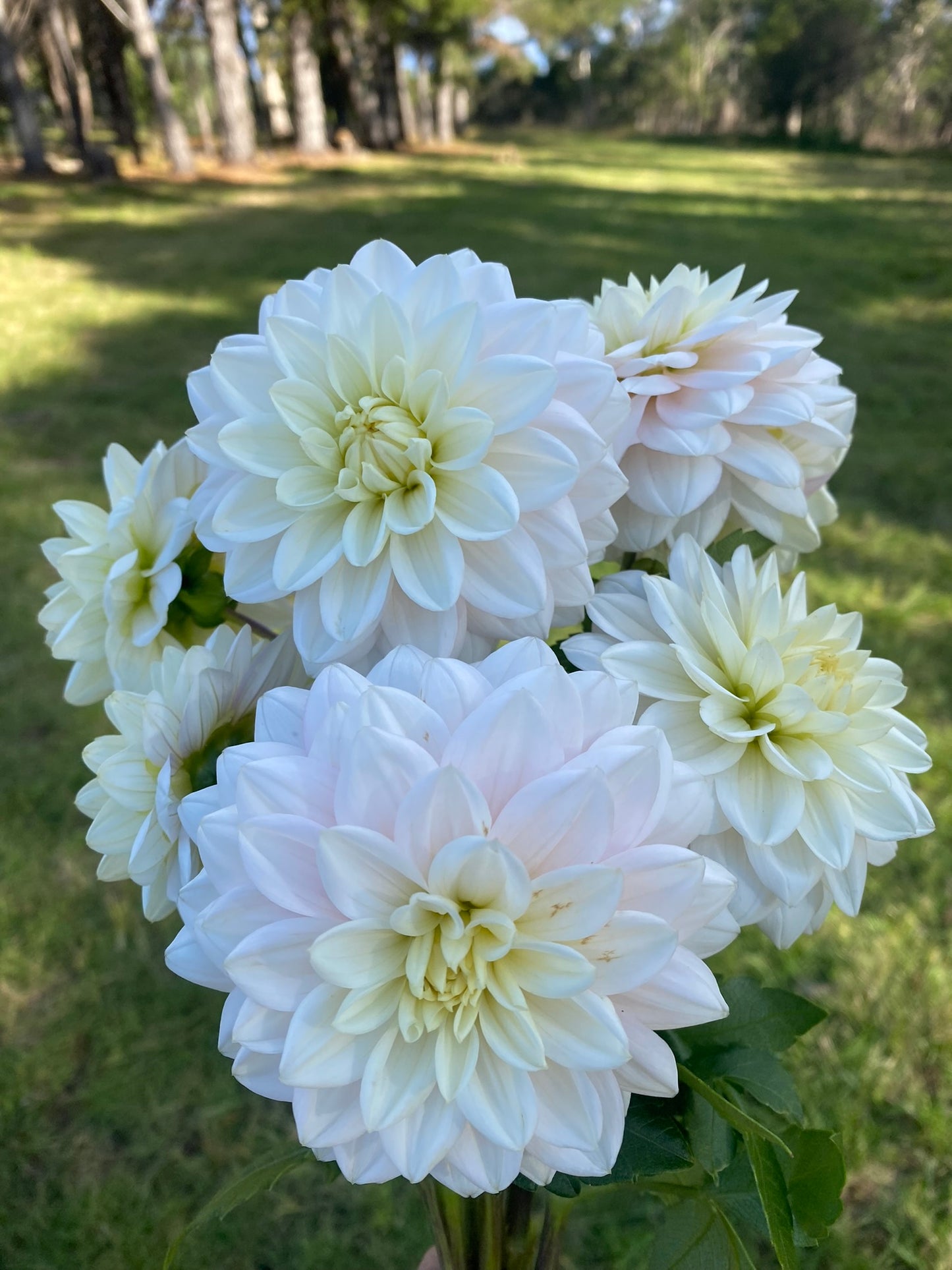 Bilpin Pale Pink dahlia