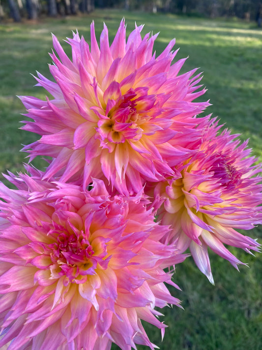 Judith Taylor dahlia