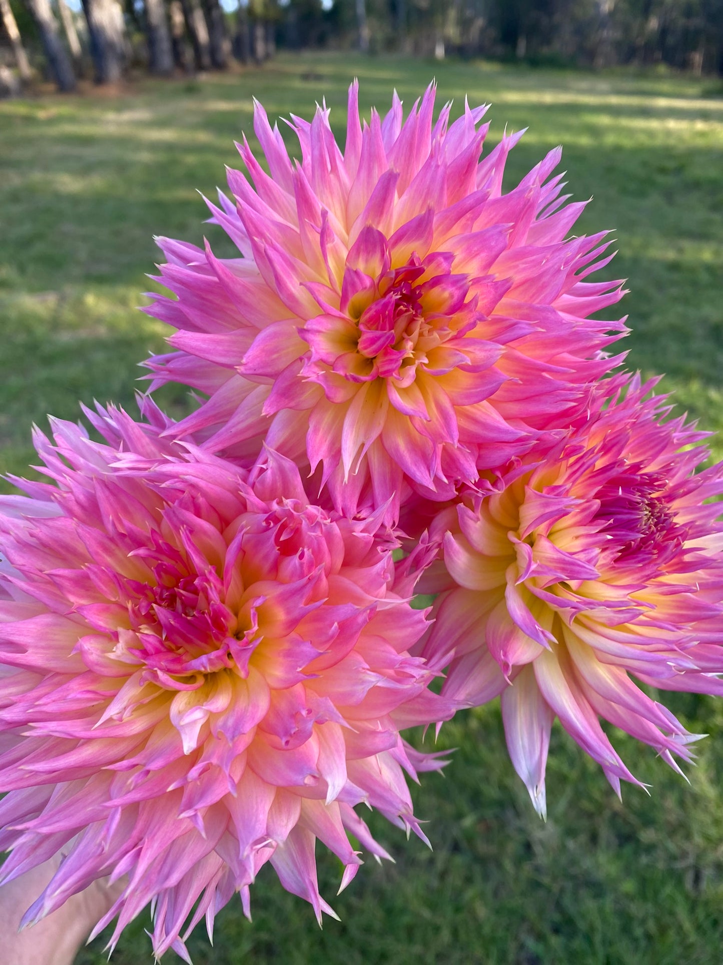 Judith Taylor dahlia