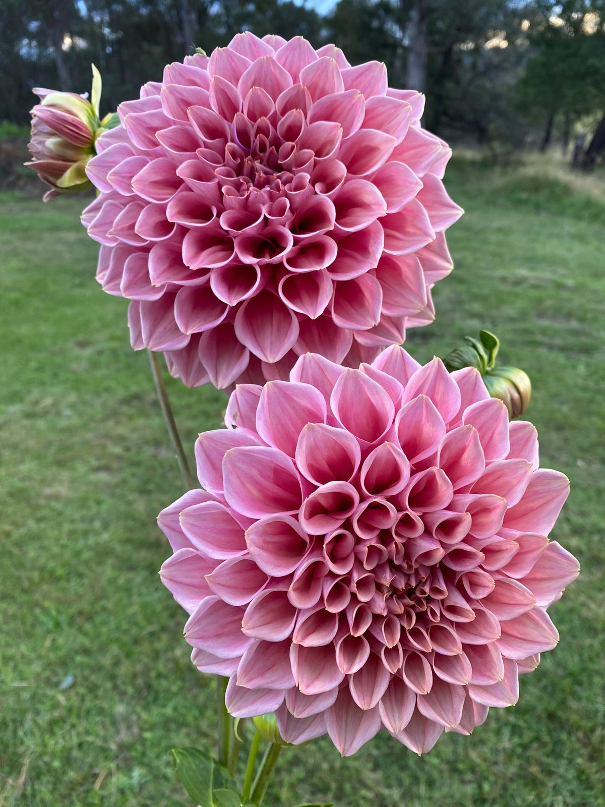 Formby Duke dahlia