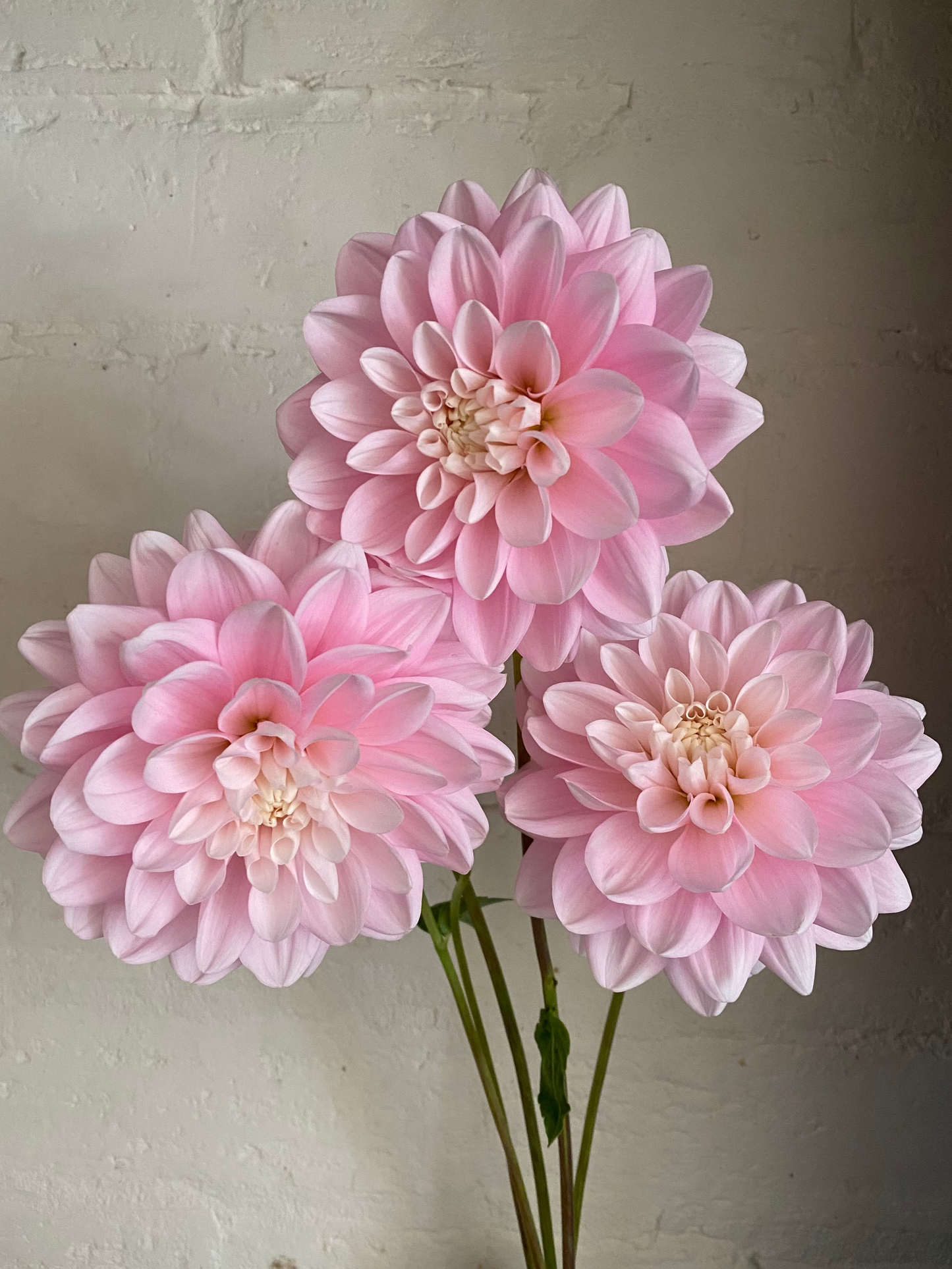 Monolith dahlia