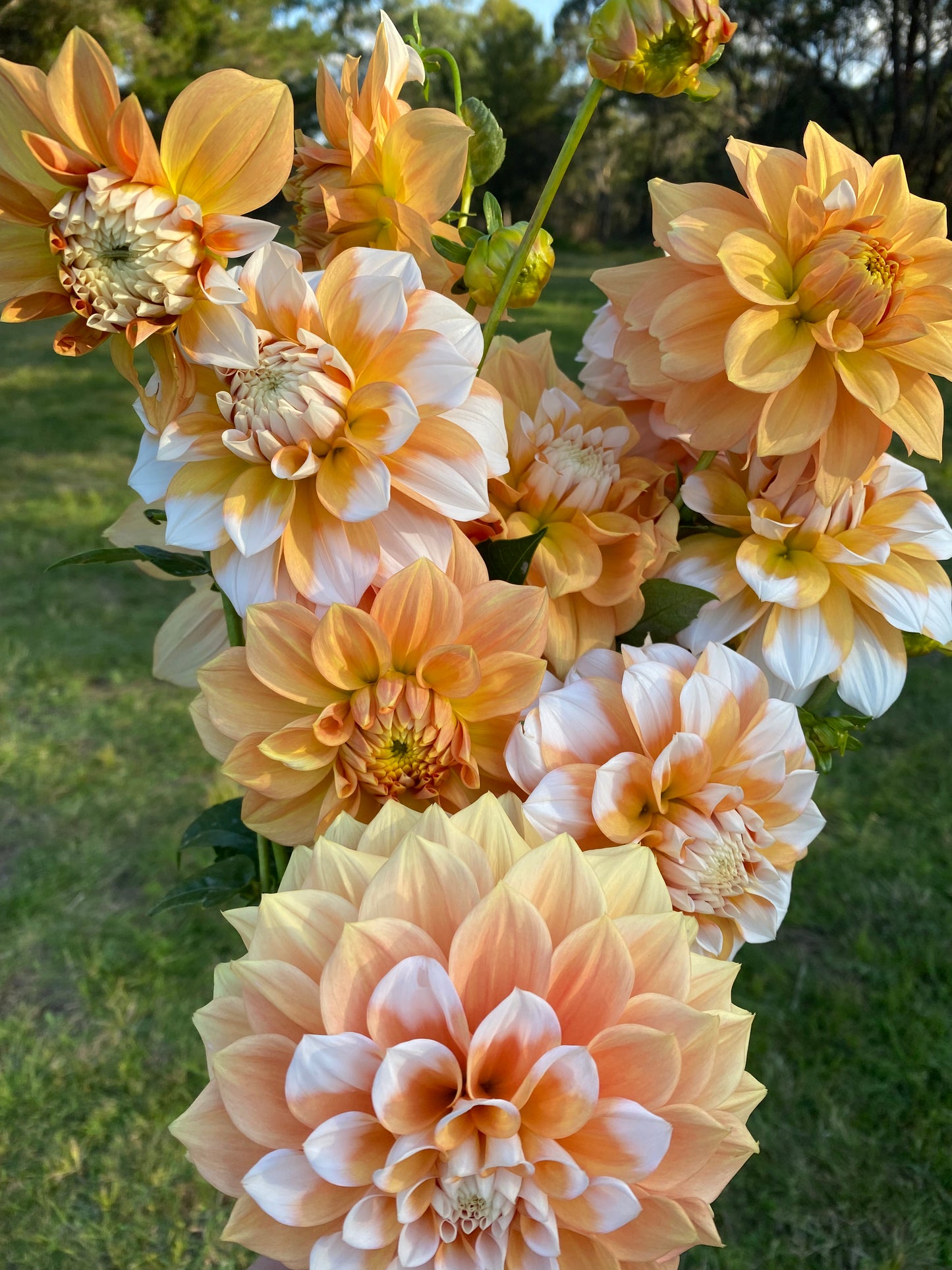 Cornflake dahlia