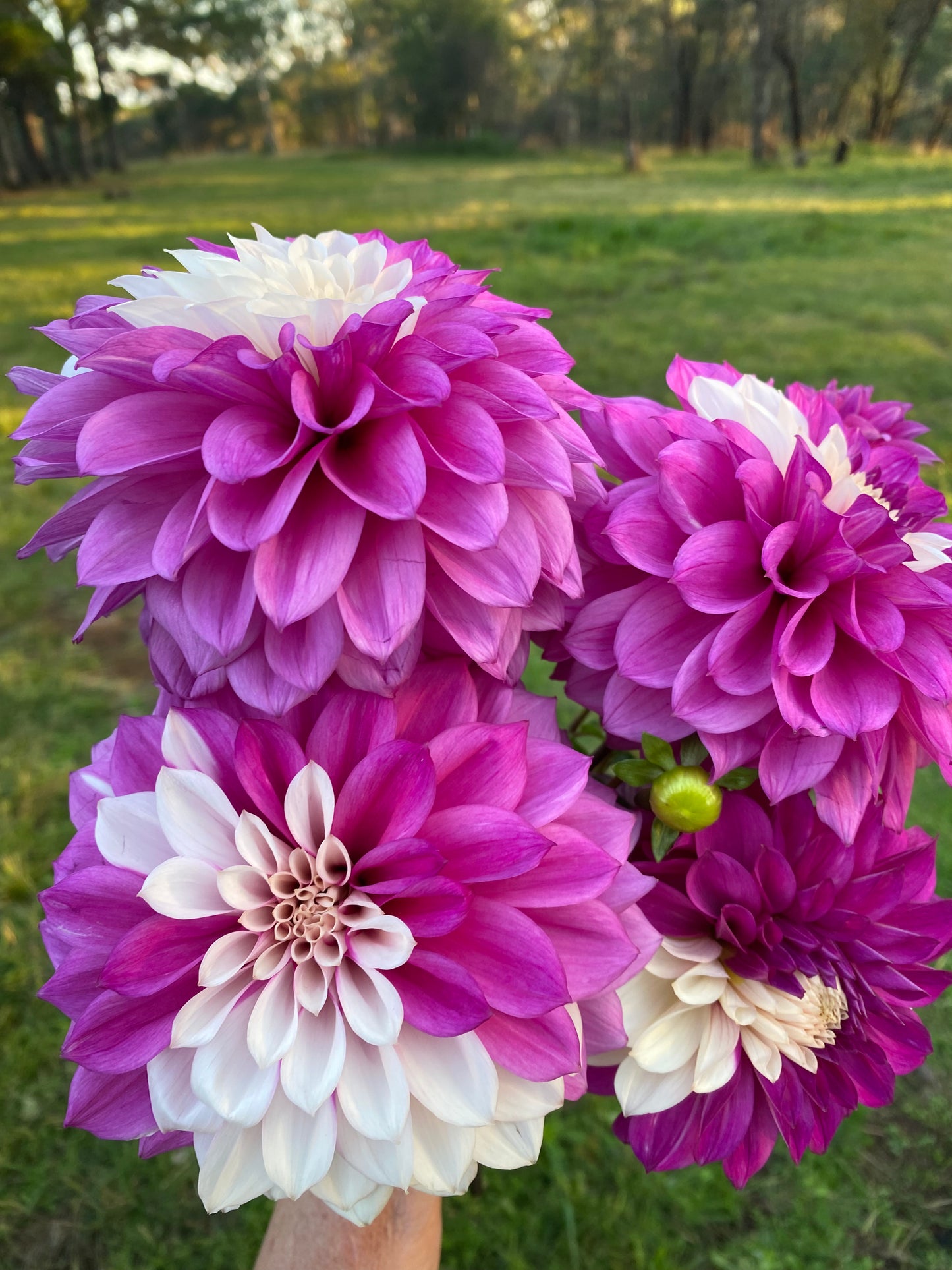 Glenmarc Topnot dahlia