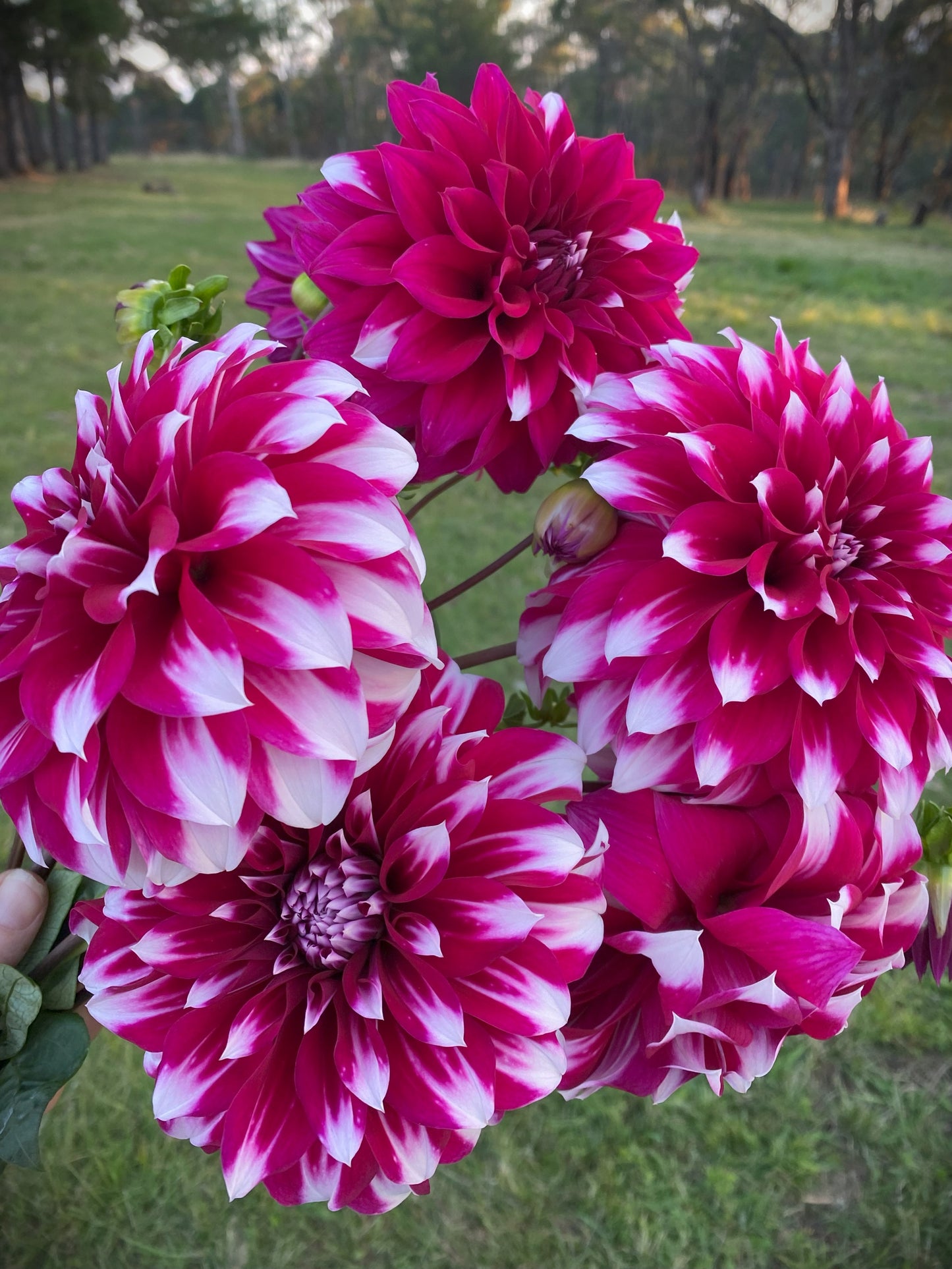 Irene Moorhead dahlia