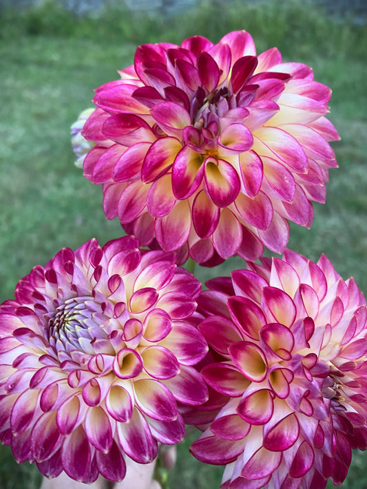 First Prize dahlia