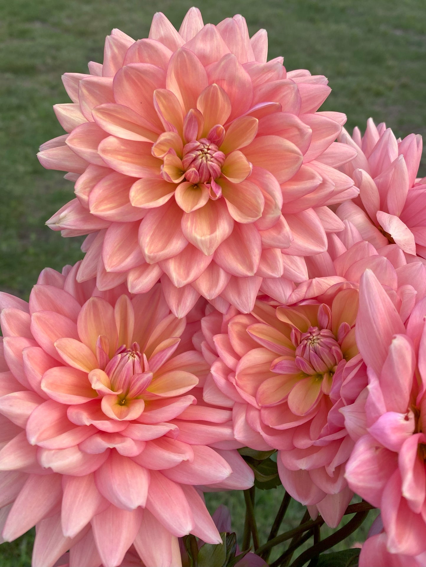 Lainie's Joy dahlia