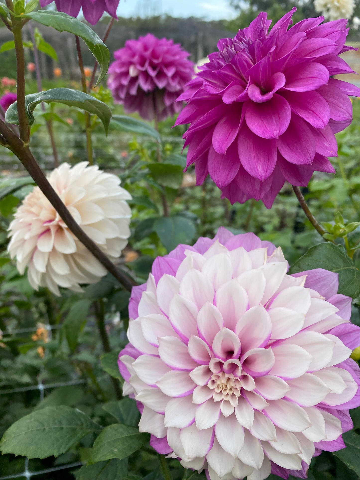 Glenmarc Topnot dahlia