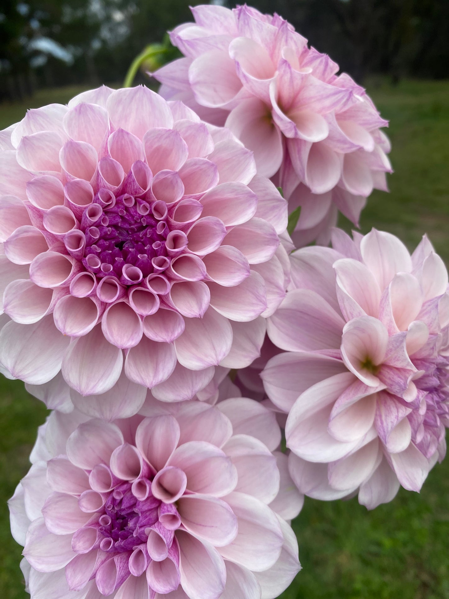 Jeff Bloom dahlia