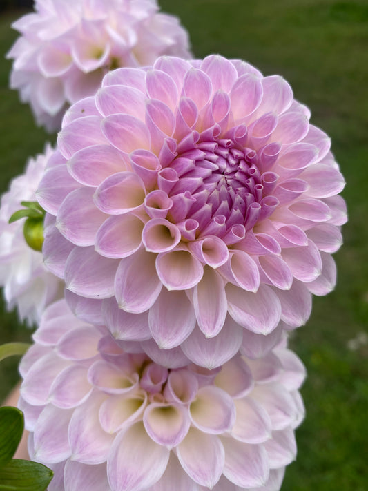 Brian's Dream dahlia