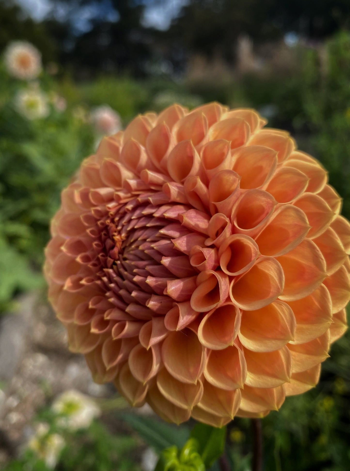 Winkie Kestrel dahlia