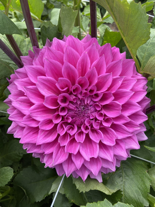 Elma Elizabeth dahlia