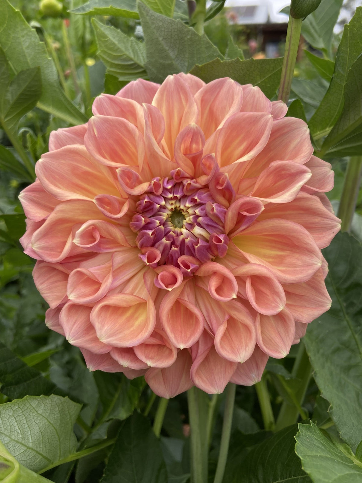 Serenade Can Can dahlia