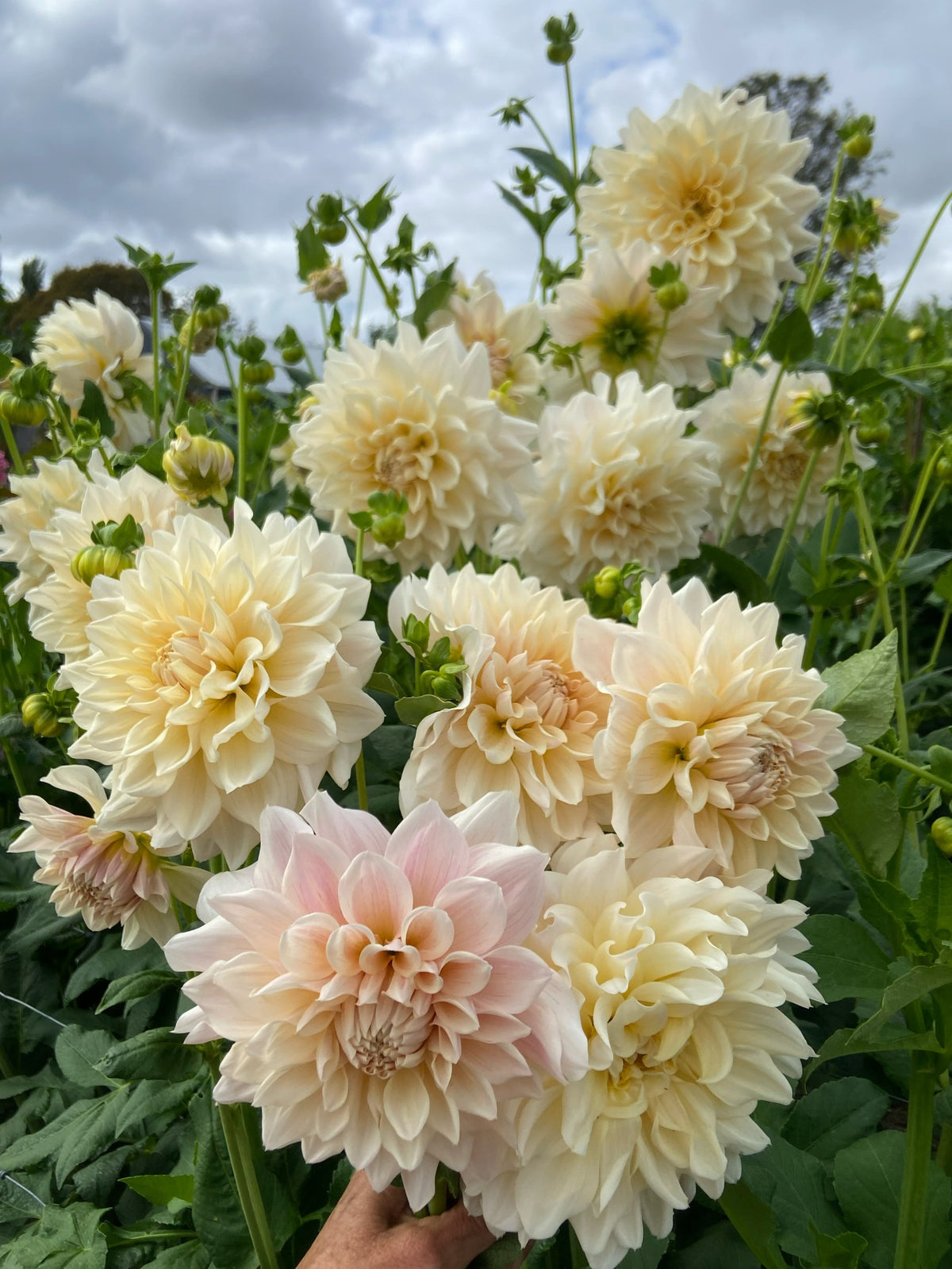 Serenade Symphony dahlia
