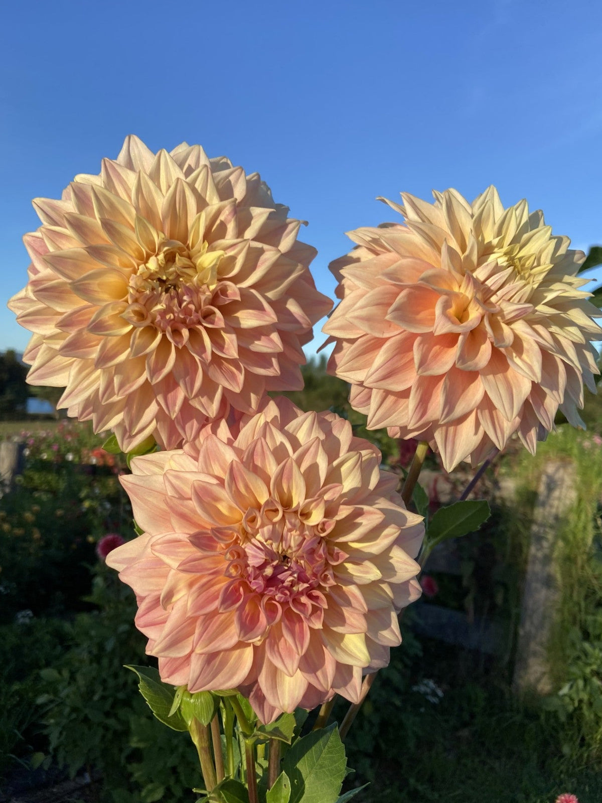 Alden Rocket dahlia