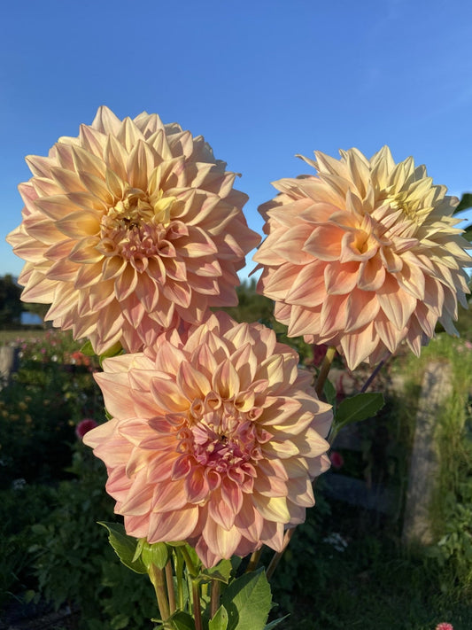 Alden Rocket dahlia