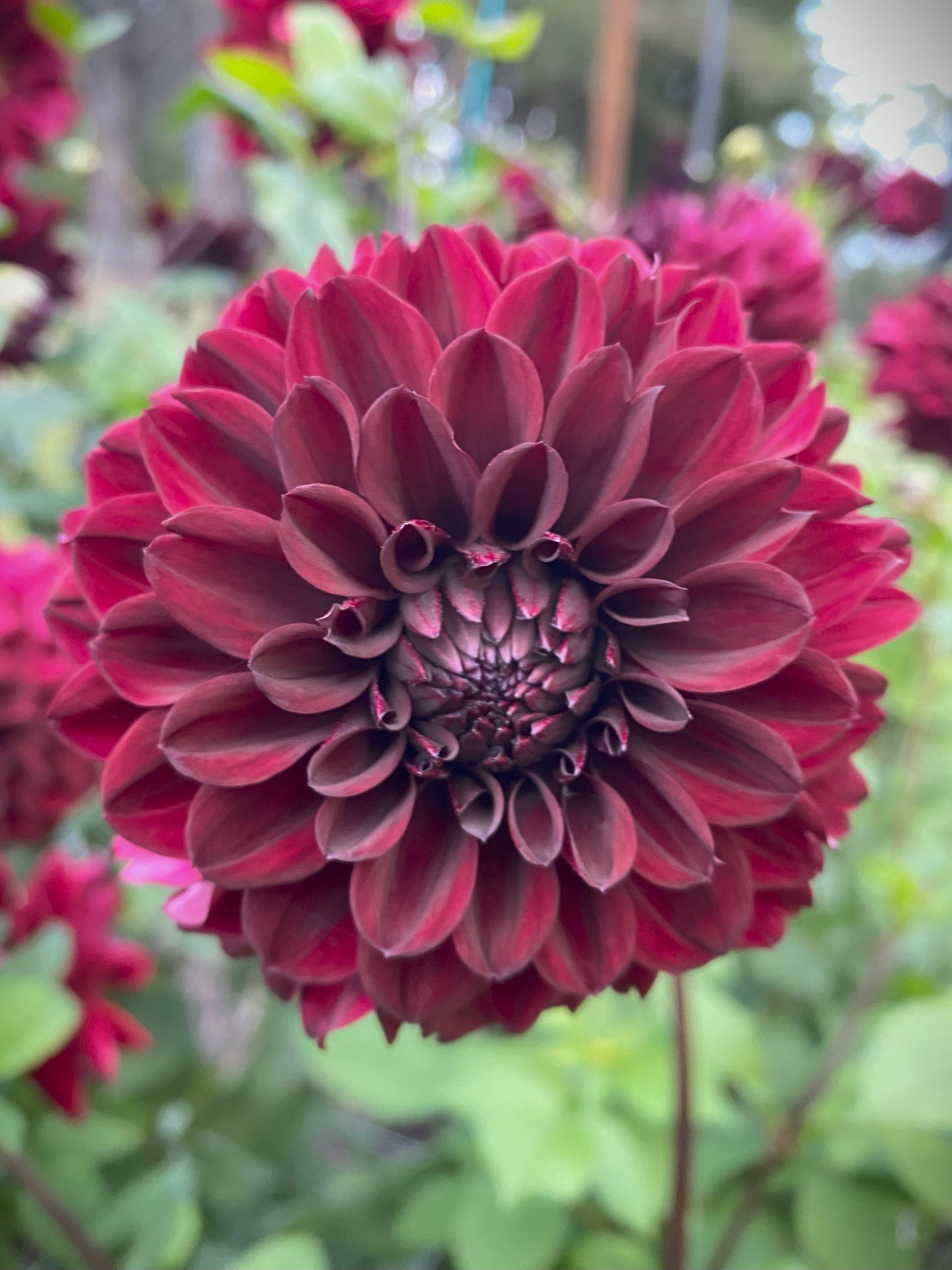 Nugget dahlia