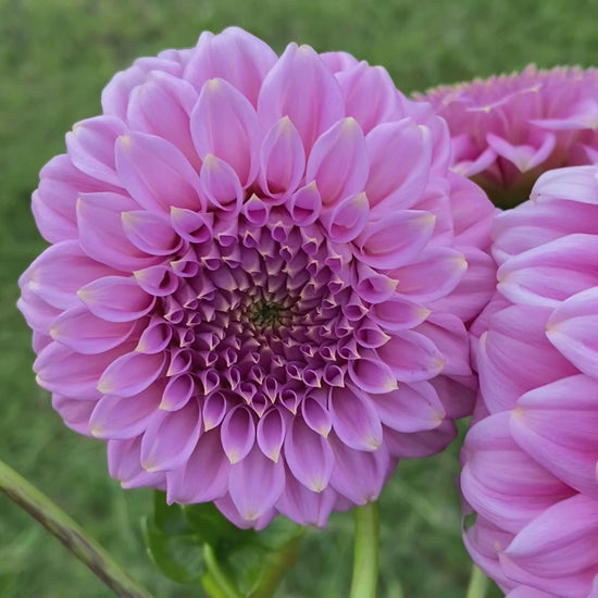 Araluen Leatrice dahlia – Stonecrop Flora
