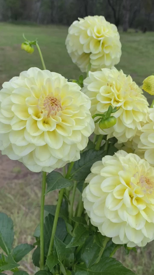 Otway Gem dahlia