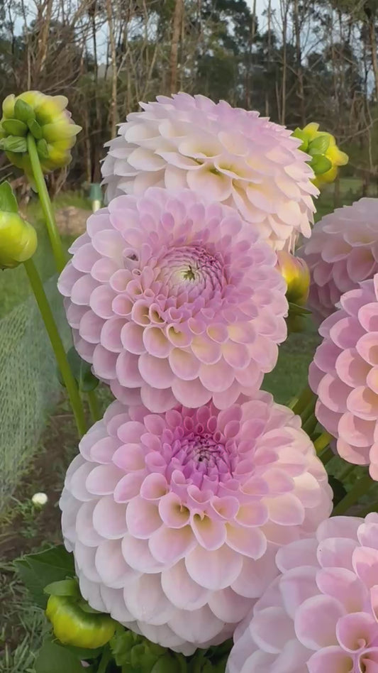 Formby Pearl dahlia