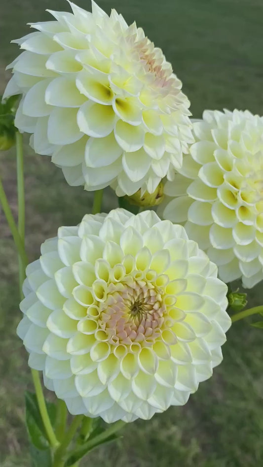 Cream Diane (farm/ugly stock) dahlia