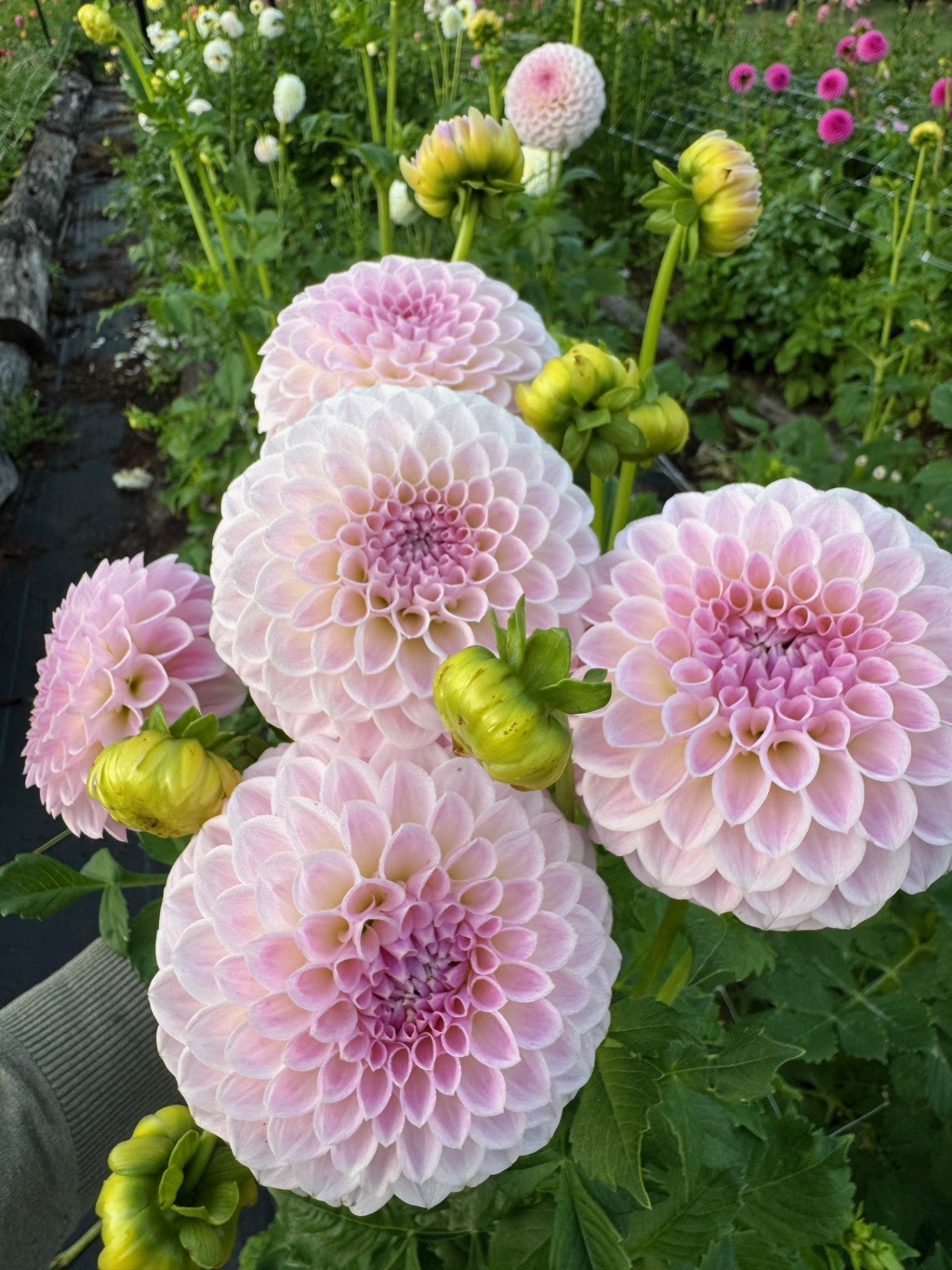 Megan Dean dahlia