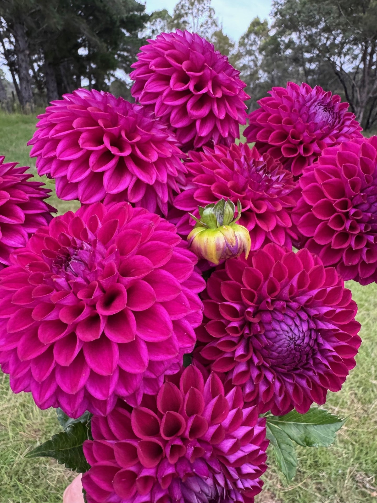 Ryecroft Violet dahlia