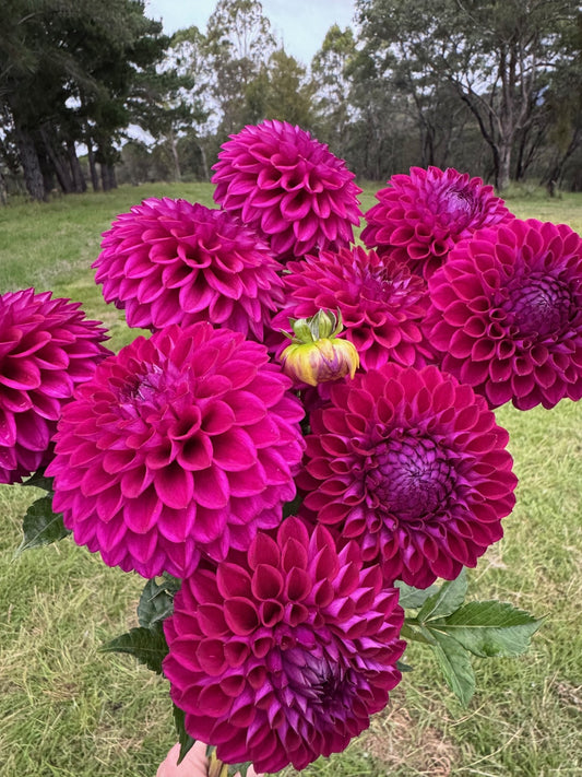 Ryecroft Violet dahlia